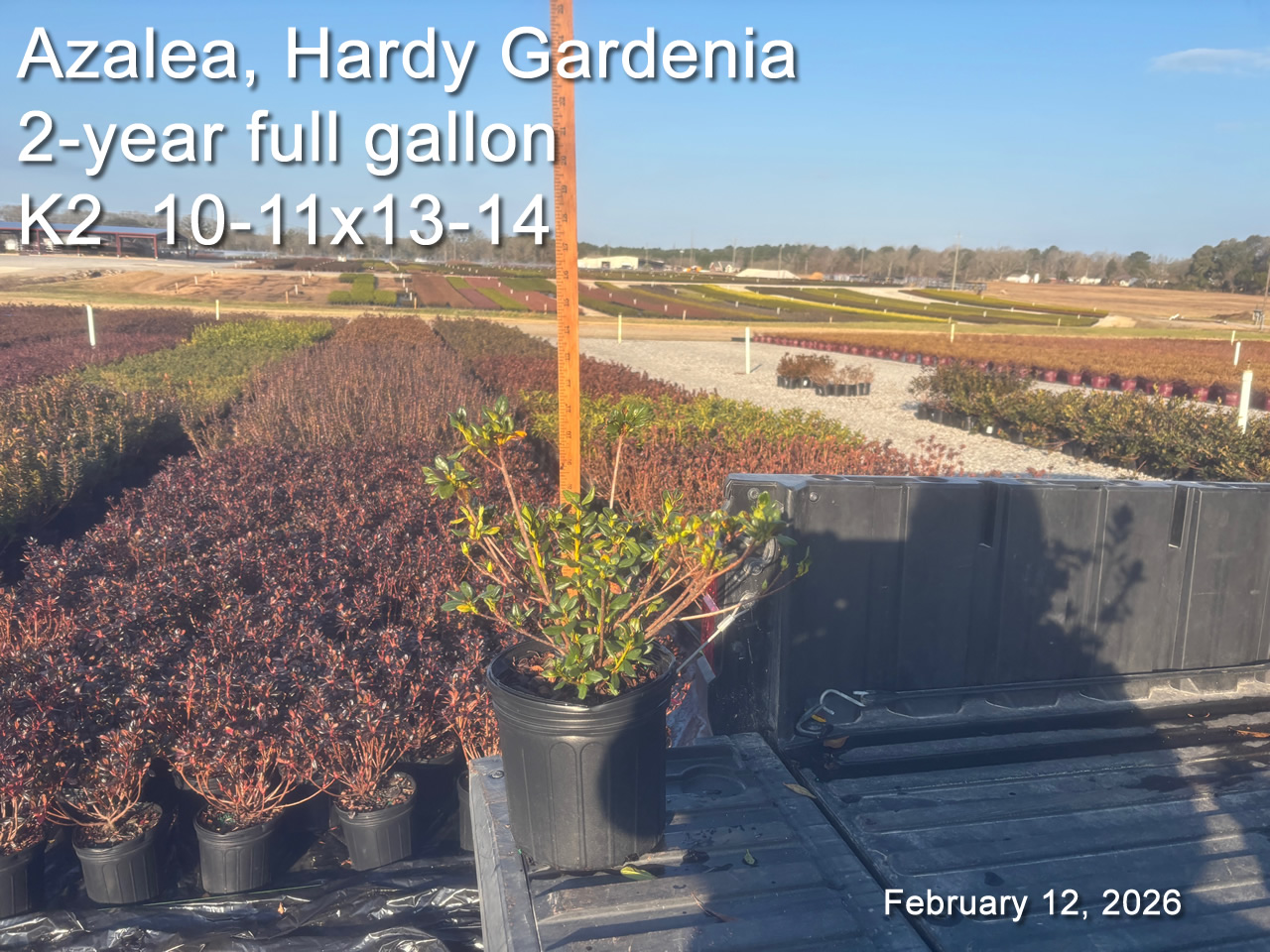 gallery/hg2yf k2 feb12.jpg